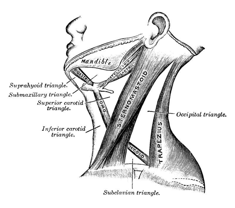 neck-muscles