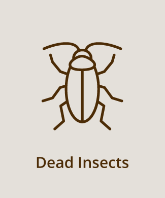 dead insects stain removal from leather items like furniture and clothes