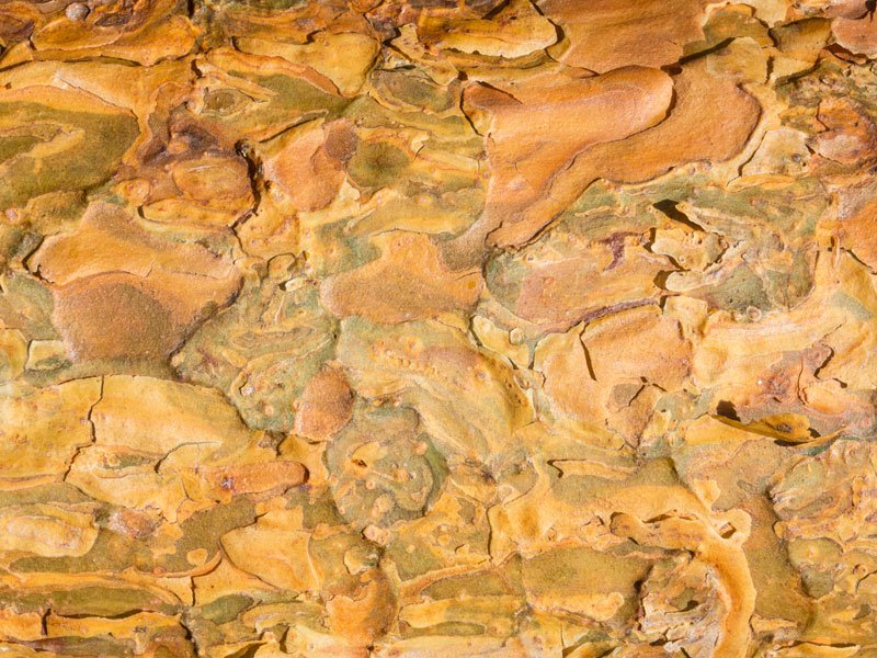 Textura lemnului de pin silvestru