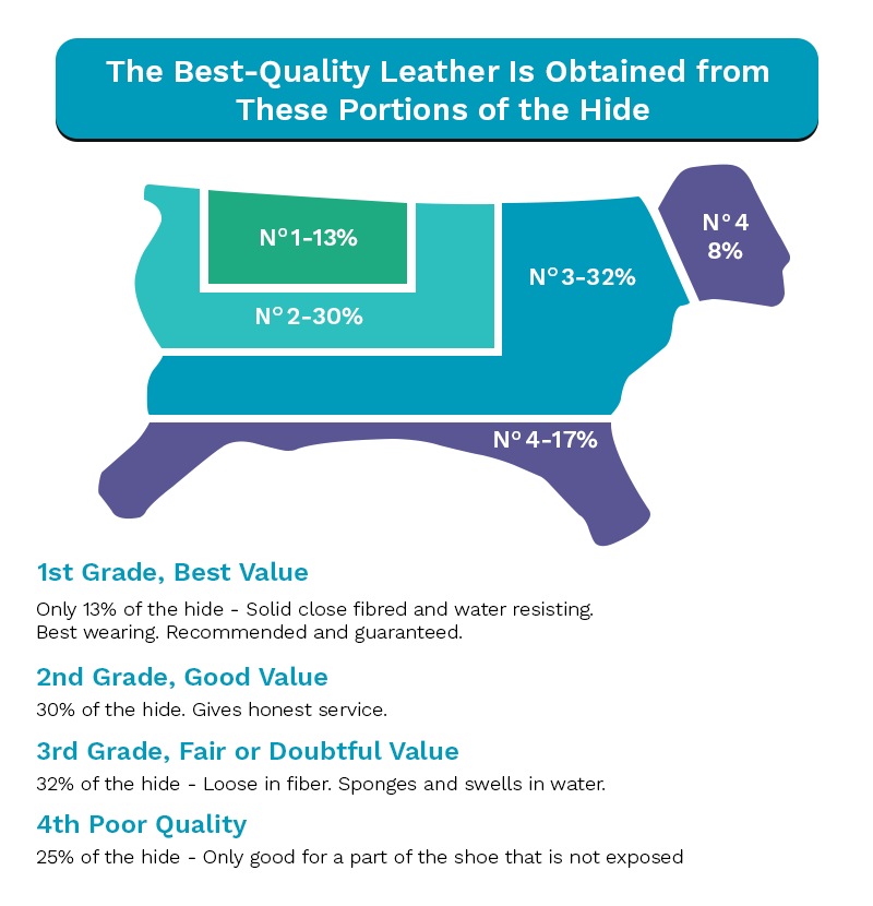 Infographic for leather is obtained from portions of the hide