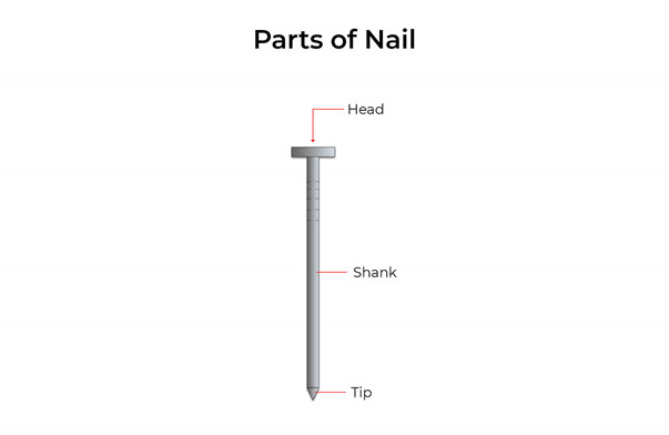 parts of nail