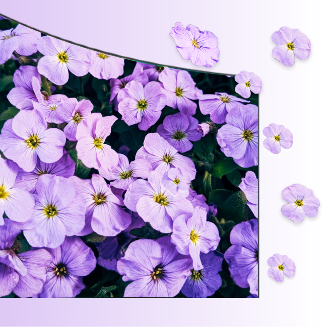 purple flowers on tv