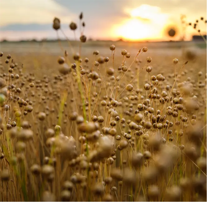 Depth of Field - img