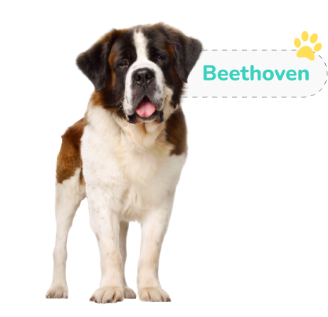 Beethoven the dog