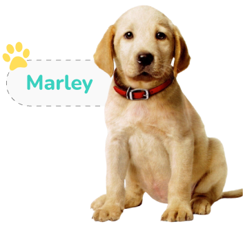 Marley as a puppy