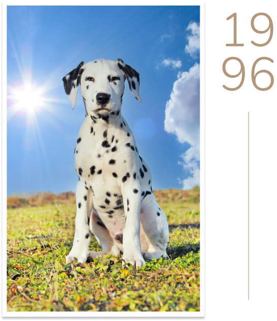 101 DALMATIANS Image