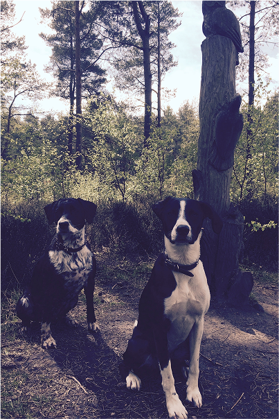 All Dogs Go To Heaven Image