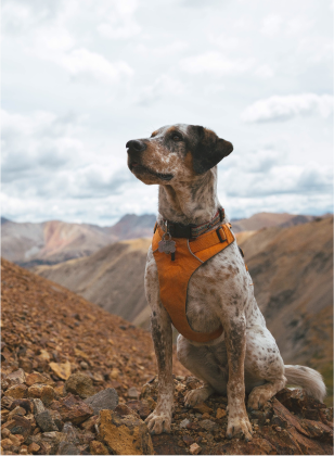 An Evolution Dog Movie 2 Image_