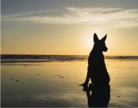 An Evolution Dog Movie 4 Image_