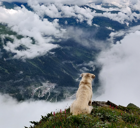 Award Winning Dog Movies 1 Image