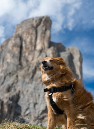 Award Winning Dog Movies 2 Image