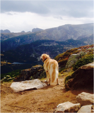 Award Winning Dog Movies 3 Image