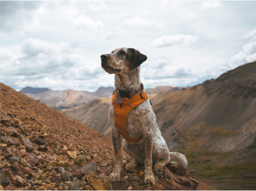 Award Winning Dog Movies 4 Image