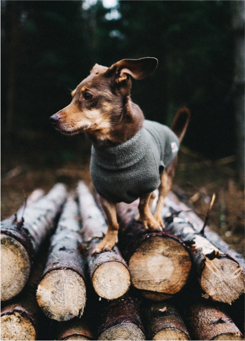 BEVERLY HILLS CHIHUAHUA Image