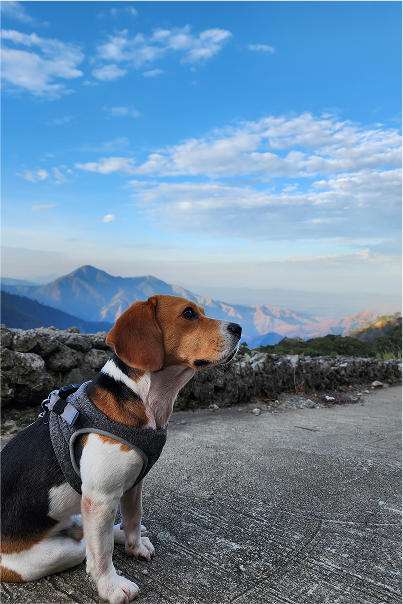 Beacuse Of Winn Dixie Image