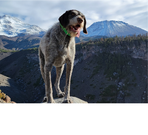 Binge Worthy Dog Tv Shows 1 Image