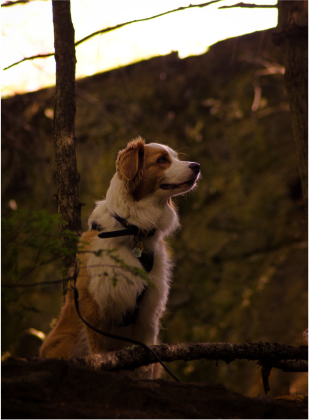 Binge Worthy Dog Tv Shows 2 Image