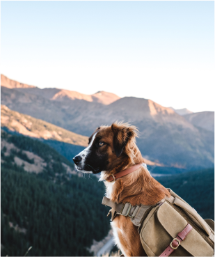 Binge Worthy Dog Tv Shows 3 Image