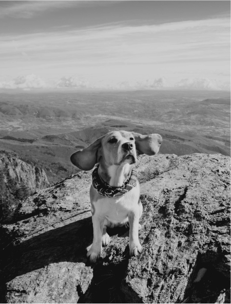 Chris ST Bernard image