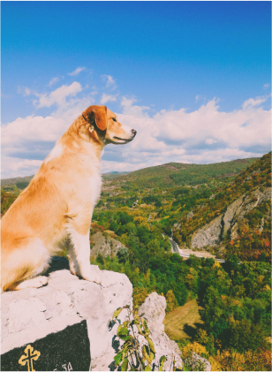 Dog Movie For kids Image 2