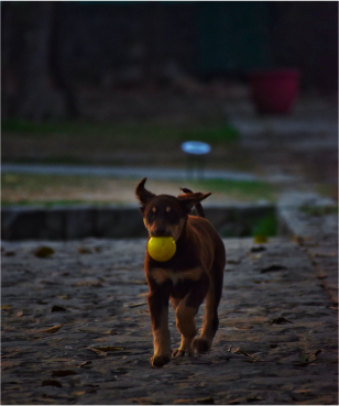 Dog Movie For kids Image 3