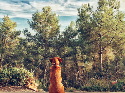 Dog Movie For kids Image 4