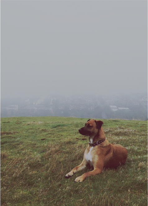 Dolittle Million Dollar Mutts Image