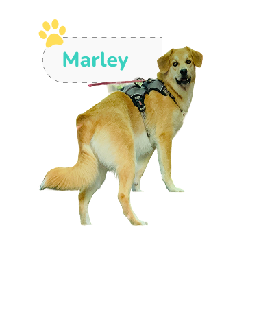 Famous Movie Dog 2 Image