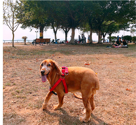 Heart Warming Dog Movie 1 Image