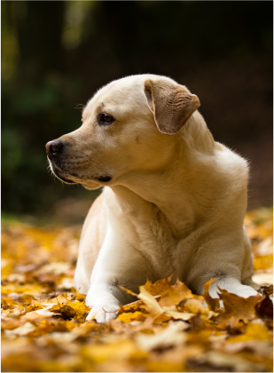 Heart Warming Dog Movie 2 Image