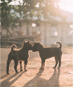 Heart Warming Dog Movie 3 Image