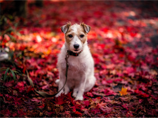 Heart Warming Dog Movie 4 Image