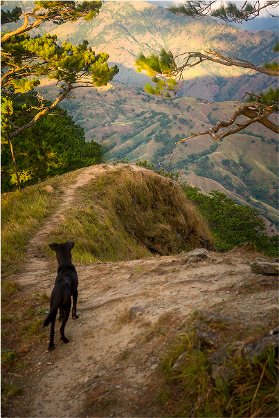 Hotel For Dogs Image