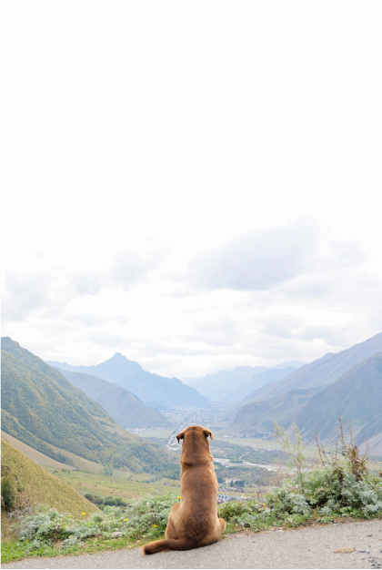 Lassie Come Home Image