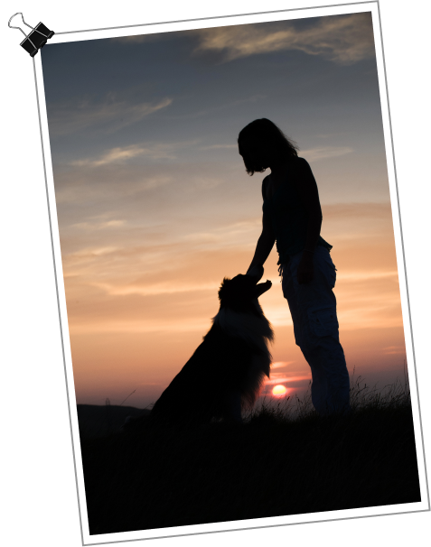 Marley And Me Image