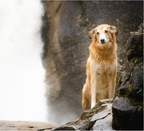 Most Iconic Dog Movies Image 1