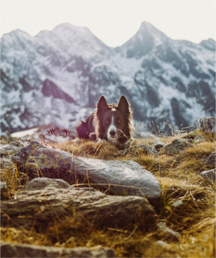 Most Iconic Dog Movies Image 3