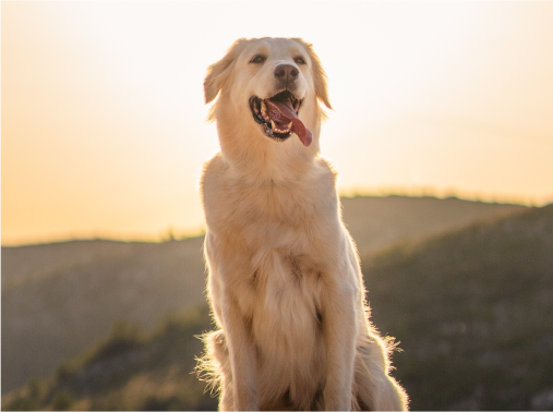 Most Iconic Dog Movies Image 4