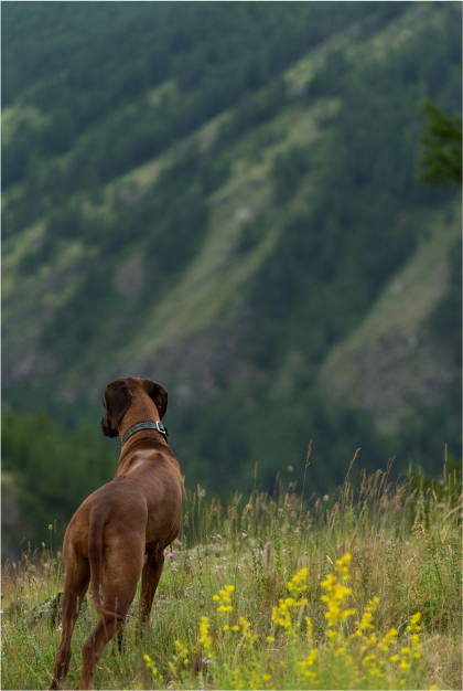 One Hundred And One Dalmatians Image