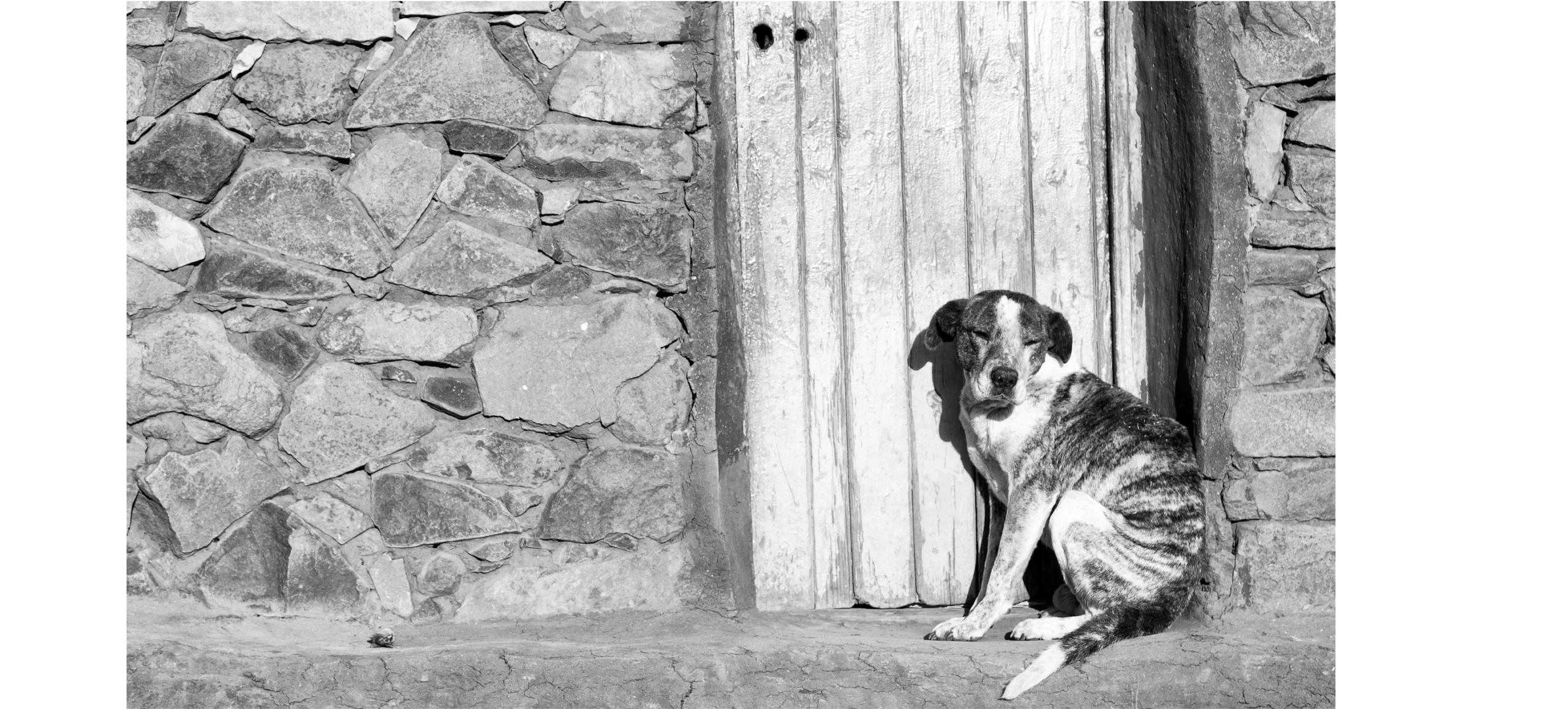 Rin - tin - tin Image_