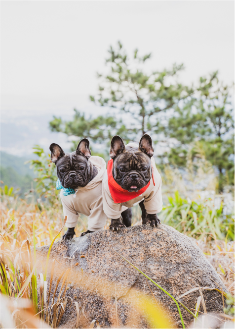 SUPPER BUDDIES Image