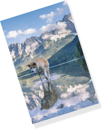 Saddest Dog Movie 1 Image