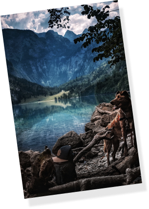 Saddest Dog Movie 2 Image