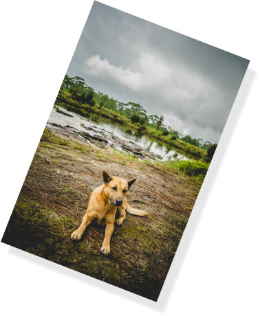 Saddest Dog Moviev 3 Image