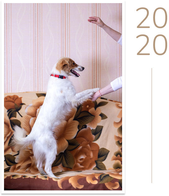 THE CALL OF THE WILD Image