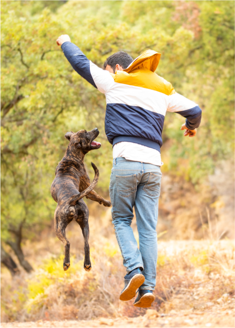 THE SHAGGY DOG Image
