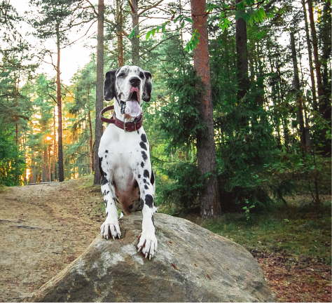 Tear Jerking Dog Movie Image 1