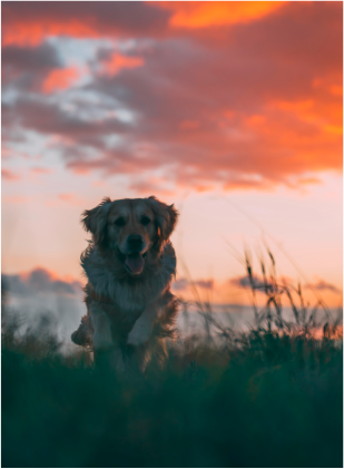 Tear Jerking Dog Movie Image 2