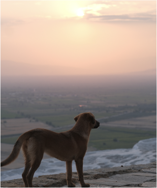 Tear Jerking Dog Movie Image 3