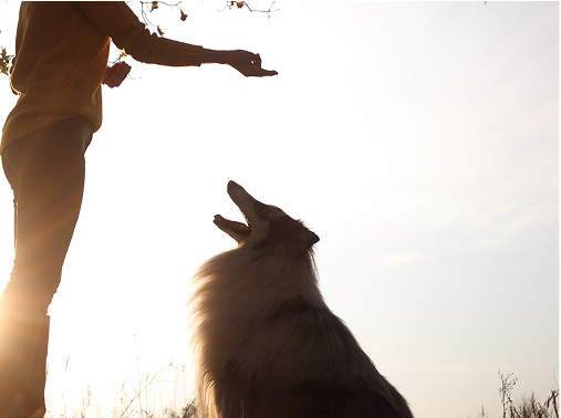 Tear Jerking Dog Movie Image 4